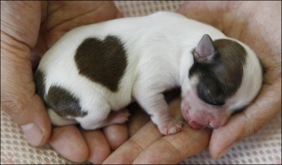 puppy-heart-shaped-spot