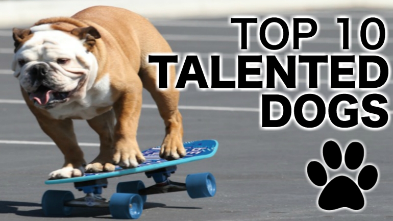 TOP 10 TALENTED DOGS